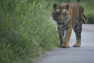 View of a cat walking on road