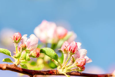 Low angle view of pink flowering plant against sky