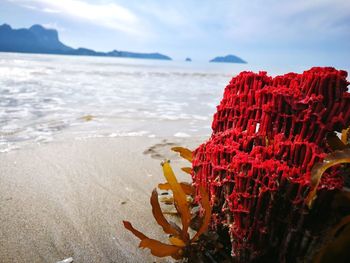 Close-up of coral on beach against sky