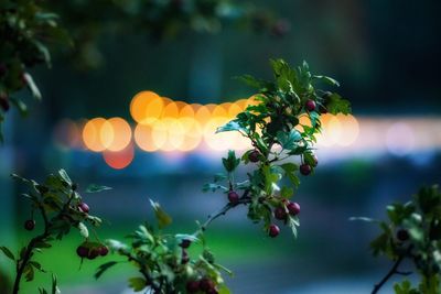 Close-up of flowers against blurred background