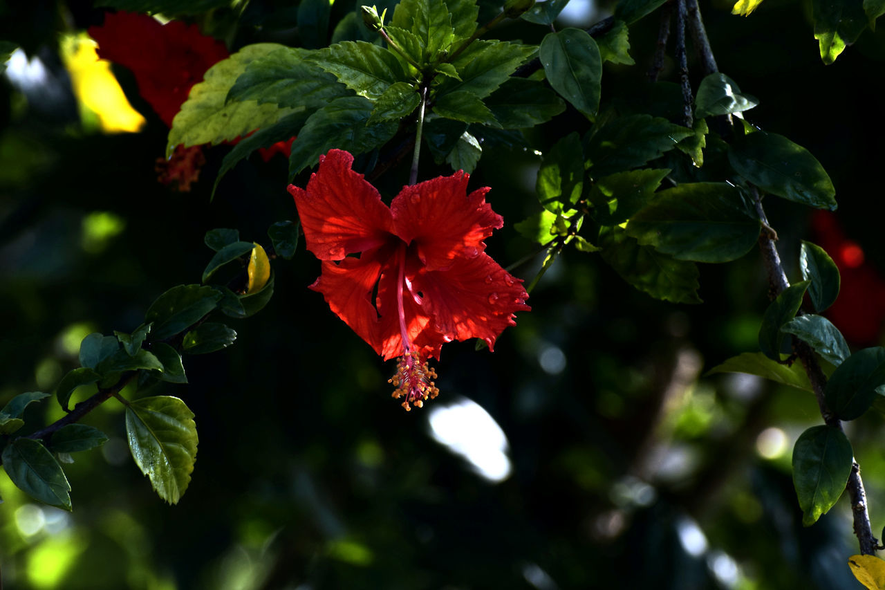 CLOSE-UP OF HIBISCUS FLOWER