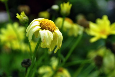 Close-up of yellow flowers growing on field