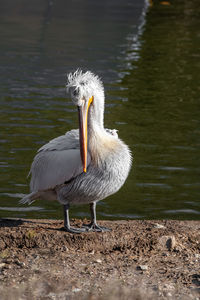 View of bird on lakeshore