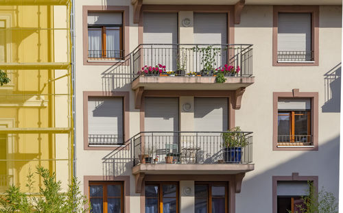 Potted plant on balcony of building