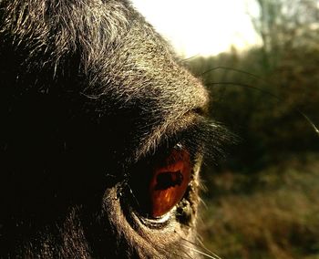 Close-up of horse eye