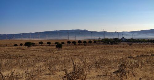 Scenic view of field against clear sky