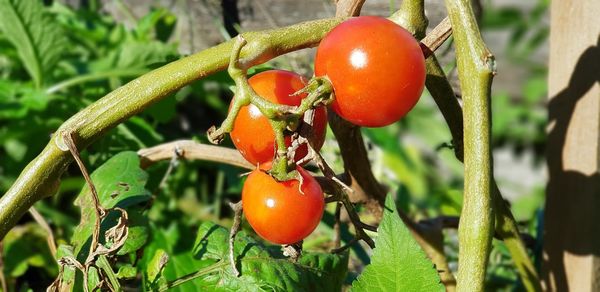 Close-up of tomatoes on plant