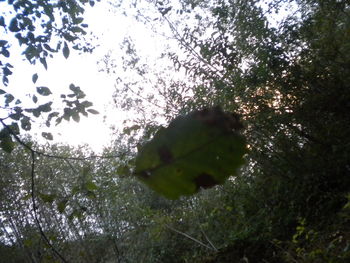 Low angle view of fresh green plants against sky