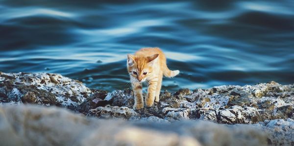 View of a cat on rock