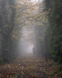 Scenic view of forest during autumn