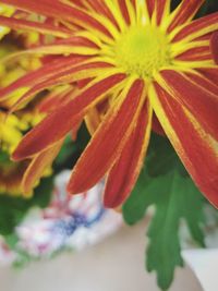 Close-up of flowers