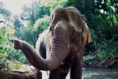 Close-up of elephant in forest