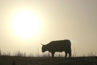 Silhouette horse on field against sky during sunset
