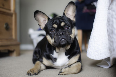 Portrait of dog at home