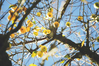 Low angle view of fruits growing on tree