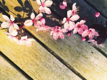 Close-up of pink cherry blossoms