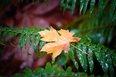 Close-up of raindrops on maple leaves during autumn