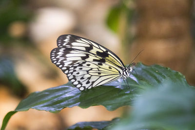 Close-up of butterfly pollinating flower