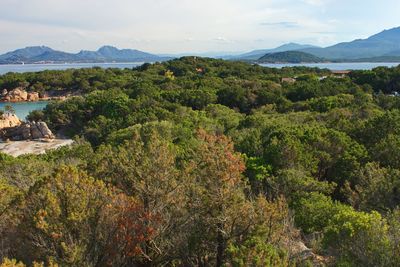 Plants and trees on landscape against sky