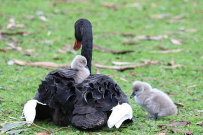 View of birds on field