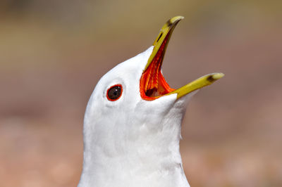 Close-up of a bird