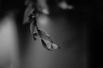 Close-up of dry leaves hanging on plant