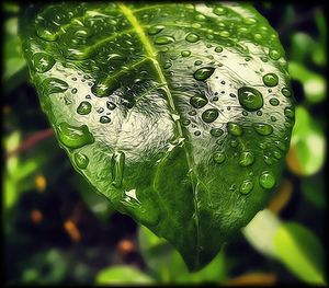 Close-up of water drops on leaves