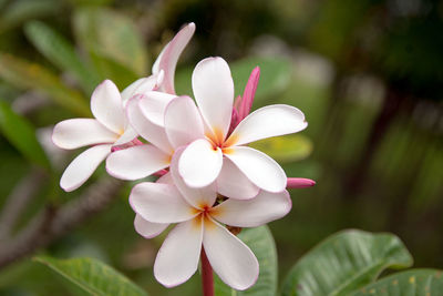 Close-up of frangipani blooming outdoors