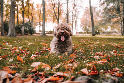 Portrait of a dog on field during autumn