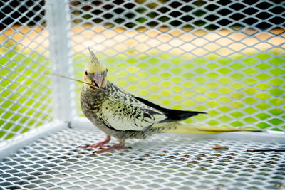 Bird perching on metal fence in cage