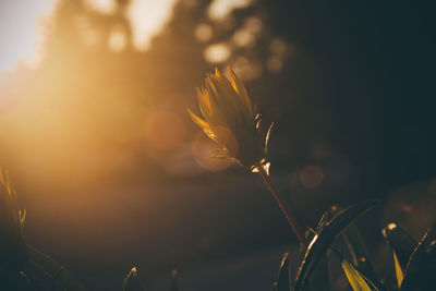Close-up of flowering plant against sky during sunset