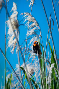 Low angle view of butterfly perching on tree against blue sky