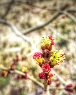 Close-up of flowers