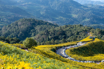 Mexican sunflower field at tung bua tong forest park doi mae mae ukho, mae hong son ,thailand