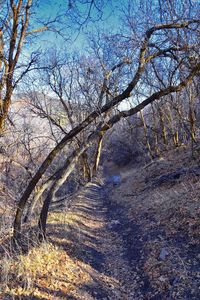 View of bare trees on the road