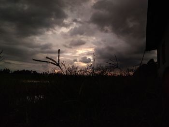 Silhouette of plants on field against dramatic sky