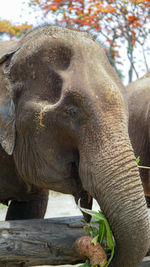 Close up of an elephant in elephant care sanctuary, mae tang, chiang mai province, thailand.