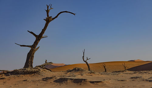 Dead trees in doodvlei, a valley in the red dune area of namibia