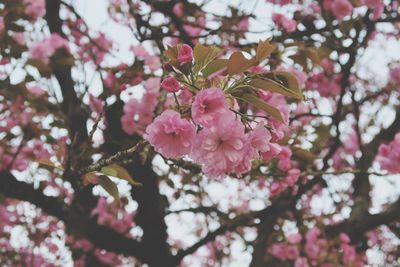 Close-up of pink cherry blossoms in spring