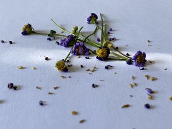 High angle view of flowering plant on table