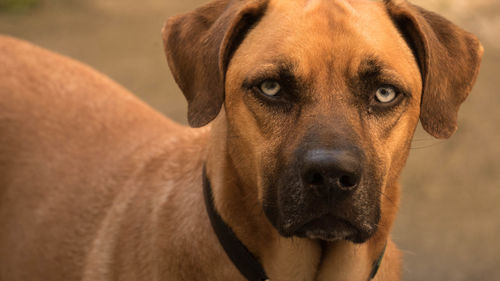 Close-up portrait of dog