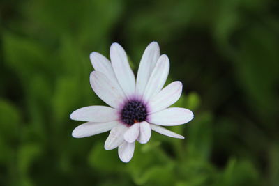 Close-up of fresh purple flower blooming in park