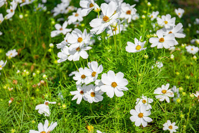 Close-up of white daisy flowers on field