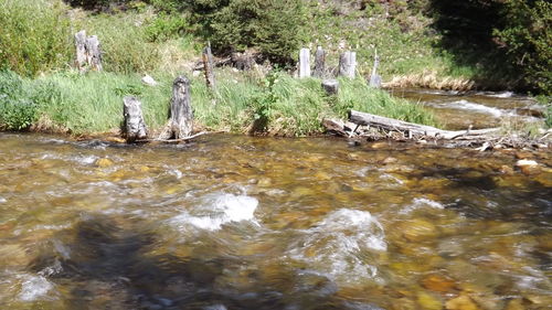 River flowing through forest