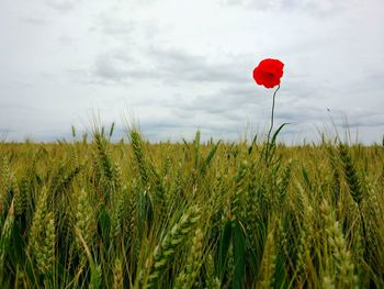 Scenic view of rural landscape