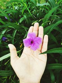 plant