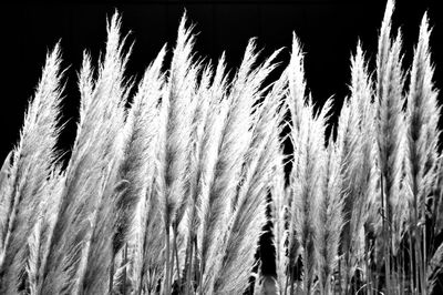 Close-up of stalks in field