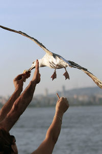 Low angle view of hand holding seagull against sky