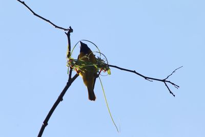 Low angle view of insect on plant against clear sky