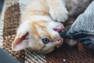 High angle view of cat relaxing on person